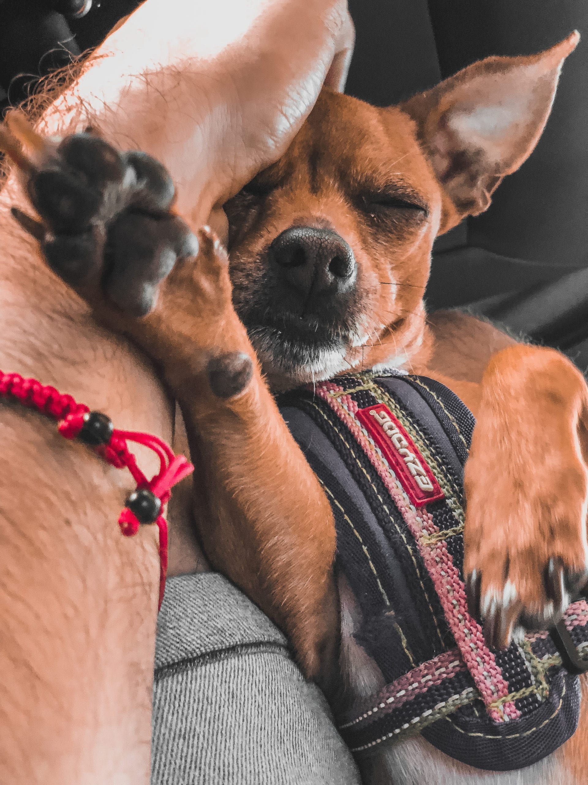 Inna the explorer, chien qui dort en voiture lors d'un road trip avec Por el mundo voyages