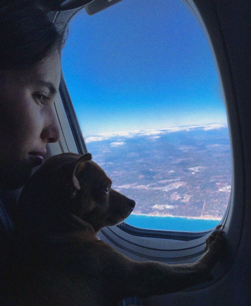 chien dans l'avion