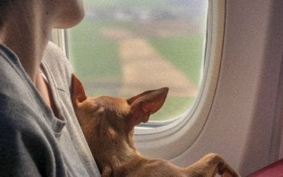 Comment voyager avec un animal de compagnie