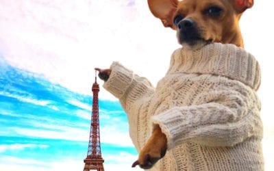 Mode pour les chiens automne – hiver !