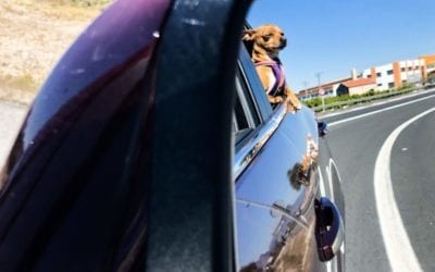 Roadtrip en España con mi perro