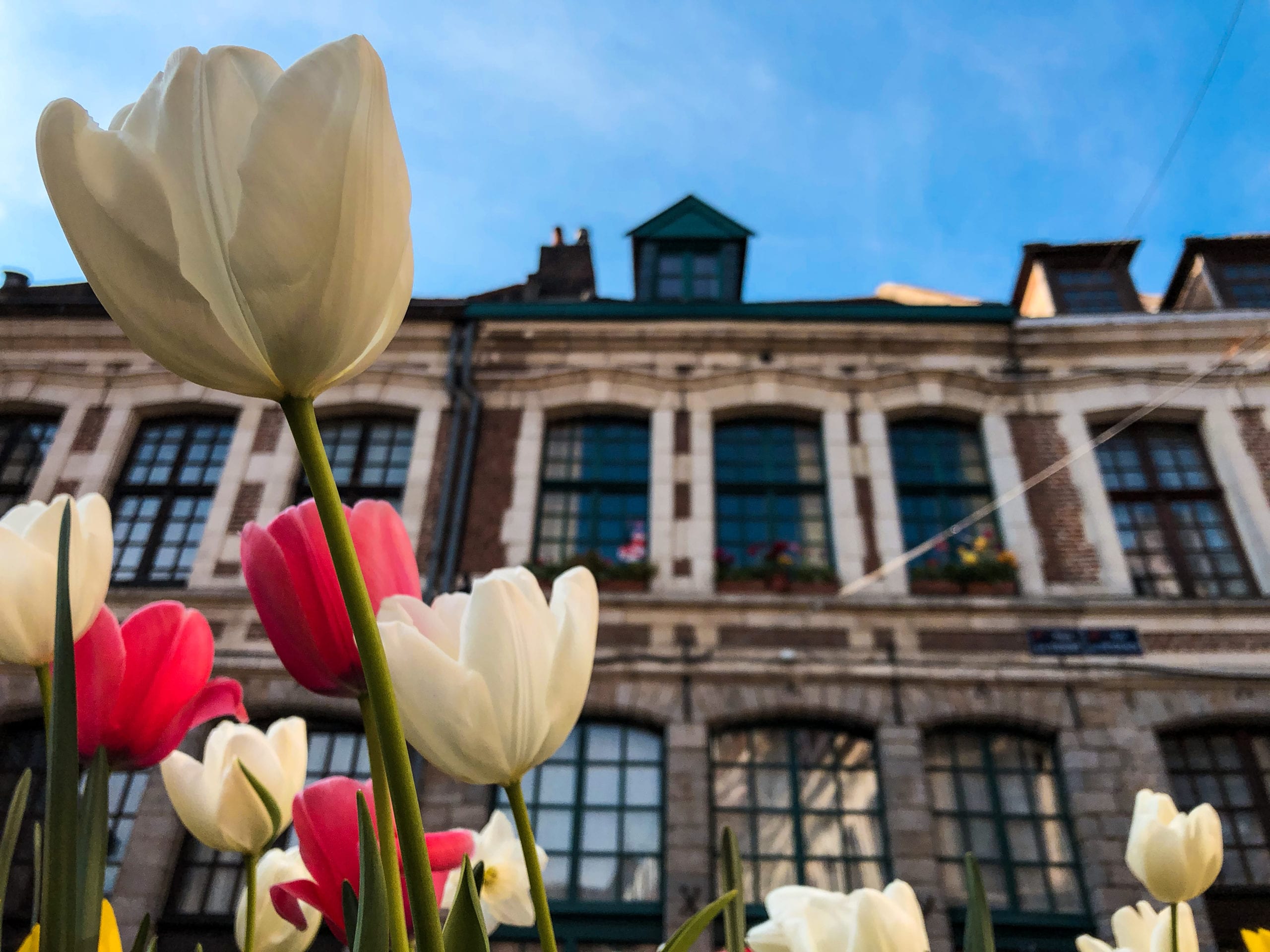 Tulipes Lille voyager en France