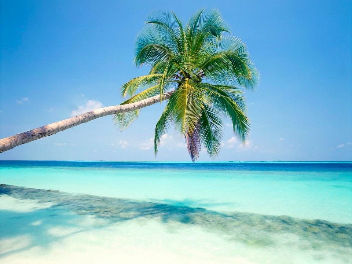 Xcacel palmier plage paradisiaque sable blanc Quintana Roo Mexique voyage