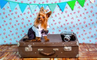 Top 10 Humoristique des raisons pour lesquelles votre chien est votre meilleur compagnon de voyage !