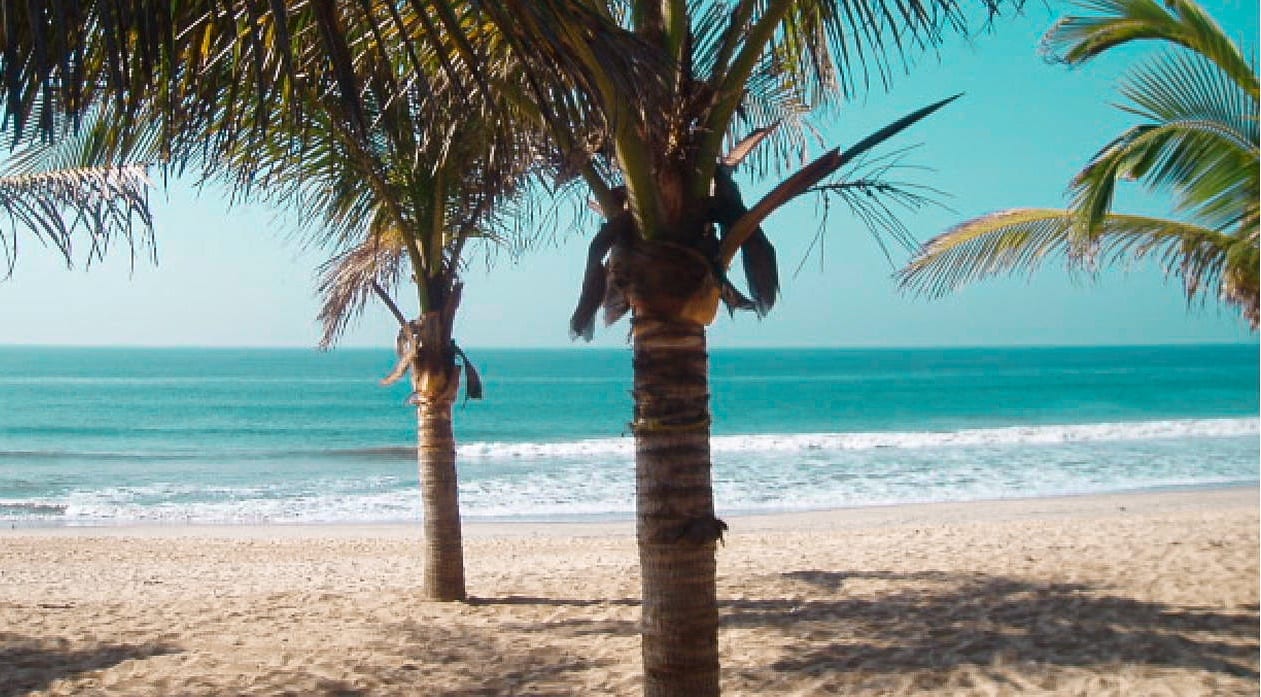Playa ventura avec palmier Côte Pacifique